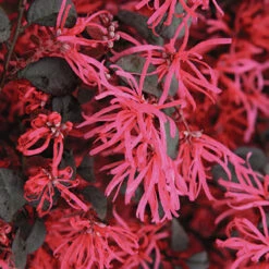 Loropetalum 'Black Pearl' -You Garden 510604 2