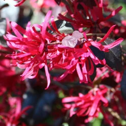 Loropetalum 'Black Pearl' -You Garden 510604 3