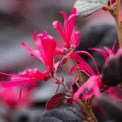 Loropetalum 'Black Pearl' -You Garden 510604 4