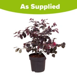 Loropetalum 'Black Pearl' -You Garden 510604 5