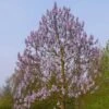 Paulownia Fortunei Fast Blue (R) 'Minfast'