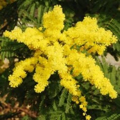 Flowering Mimosa Bush 9 Flowering Mimosa Bush -You Garden 510634 2
