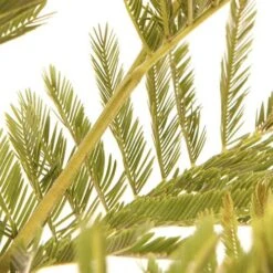 Flowering Mimosa Bush 10 Flowering Mimosa Bush -You Garden 510634 3