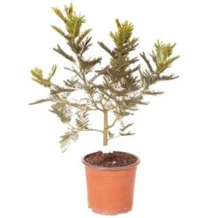 Flowering Mimosa Bush 12 Flowering Mimosa Bush -You Garden 510634 5