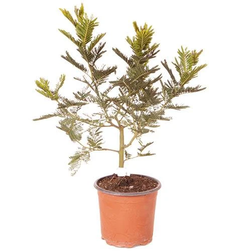 Flowering Mimosa Bush 6 Flowering Mimosa Bush - Image 6