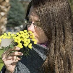 Flowering Mimosa Bush 13 Flowering Mimosa Bush -You Garden 510634 6