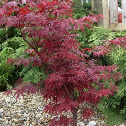 Acer Palmatum 'Atropurpureum' Japanese Maple -You Garden 510649 2