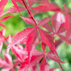 Acer Palmatum 'Atropurpureum' Japanese Maple -You Garden 510649 3