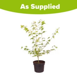 Acer Palmatum 'Katsura' 7 Acer Palmatum 'Katsura' -You Garden 510650 3