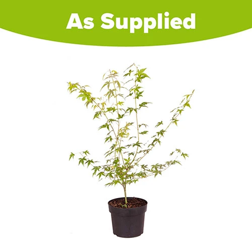 Acer Palmatum 'Katsura' 4 Acer Palmatum 'Katsura' - Image 4