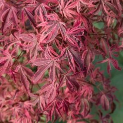Acer Palmatum 'Shirazz' 10 Acer Palmatum 'Shirazz' -You Garden 510686 2