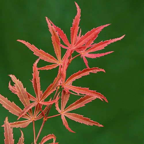 Acer Palmatum 'Shirazz' 4 Acer Palmatum 'Shirazz' - Image 4