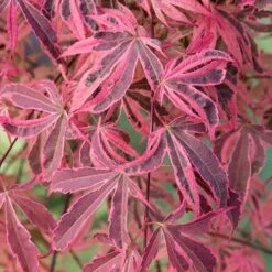 Acer Palmatum 'Shirazz' 12 Acer Palmatum 'Shirazz' -You Garden 510686 4