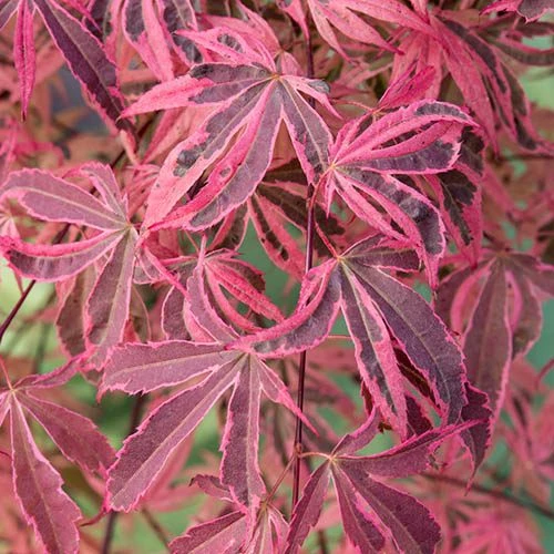 Acer Palmatum 'Shirazz' 5 Acer Palmatum 'Shirazz' - Image 5