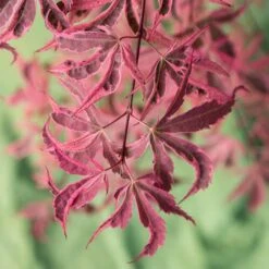 Acer Palmatum 'Shirazz' 13 Acer Palmatum 'Shirazz' -You Garden 510686 5