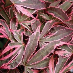 Acer Palmatum 'Shirazz' 14 Acer Palmatum 'Shirazz' -You Garden 510686 6