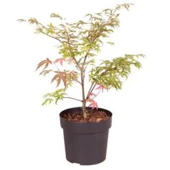 Acer Palmatum 'Shirazz' 15 Acer Palmatum 'Shirazz' -You Garden 510686 7