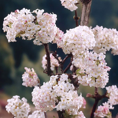 Viburnum Bodnantense 'Charles Lamont' 1 Viburnum Bodnantense 'Charles Lamont'