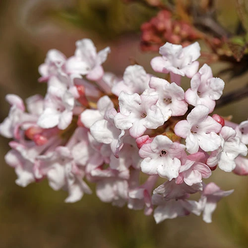Viburnum Bodnantense 'Charles Lamont' 2 Viburnum Bodnantense 'Charles Lamont' - Image 2