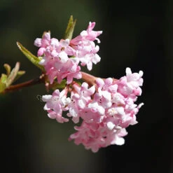 Viburnum Bodnantense 'Charles Lamont' 6 Viburnum Bodnantense 'Charles Lamont' -You Garden 510709 2