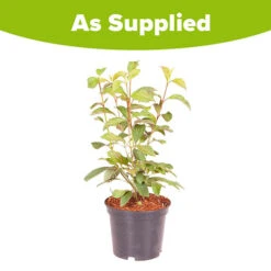 Viburnum Bodnantense 'Charles Lamont' 7 Viburnum Bodnantense 'Charles Lamont' -You Garden 510709 3