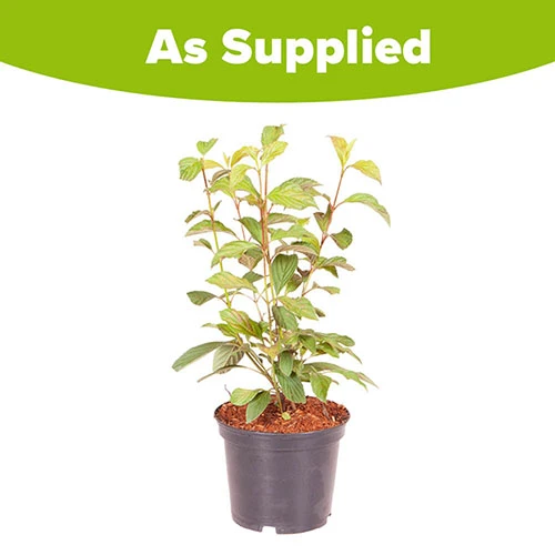 Viburnum Bodnantense 'Charles Lamont' 4 Viburnum Bodnantense 'Charles Lamont' - Image 4