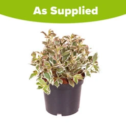 Weigela Florida 'Monet' -You Garden 510710 2