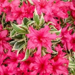 Rhododendron 'Bollywood' 16 Rhododendron 'Bollywood' -You Garden 510717 7