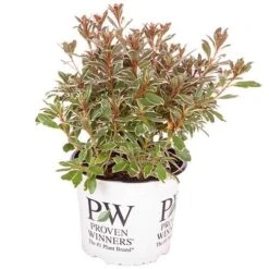 Rhododendron 'Bollywood' 17 Rhododendron 'Bollywood' -You Garden 510717 8