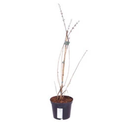 White Forsythia Abeliophyllum Distichum -You Garden 510720 3