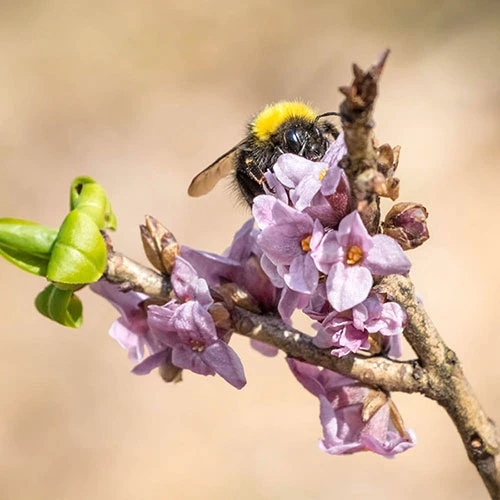 Daphne 'Pink Fragrance' 2 Daphne 'Pink Fragrance' - Image 2