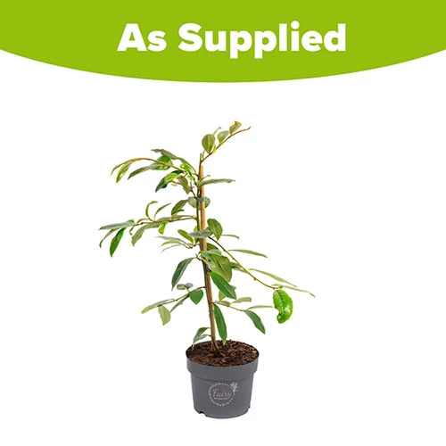 Magnolia 'Fairy Blush' 7 Magnolia 'Fairy Blush' - Image 7