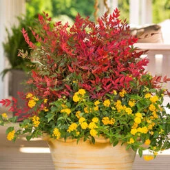 Nandina 'Obsessed' - Sacred Bamboo -You Garden 510759 2