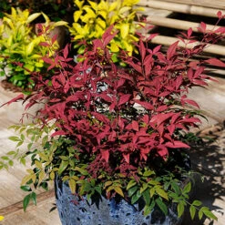 Nandina 'Obsessed' - Sacred Bamboo -You Garden 510759 3