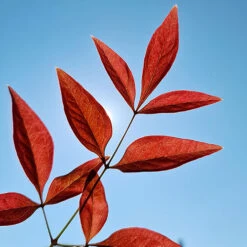Nandina 'Obsessed' - Sacred Bamboo -You Garden 510759 4