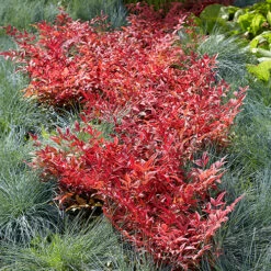 Nandina 'Obsessed' - Sacred Bamboo -You Garden 510759 5