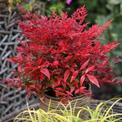 Nandina 'Obsessed' - Sacred Bamboo -You Garden 510759 6