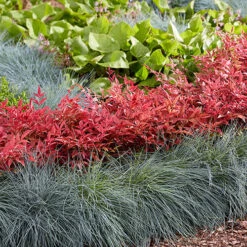 Nandina 'Obsessed' - Sacred Bamboo -You Garden 510759 7