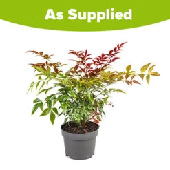 Nandina 'Obsessed' - Sacred Bamboo -You Garden 510759 8