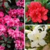 Rhododendrons (Japanese Azalea) Collection