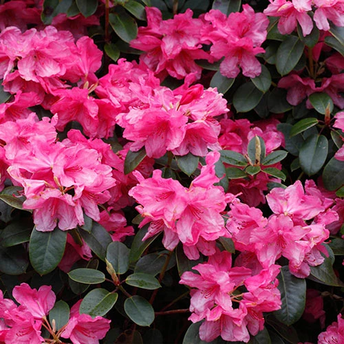 Rhododendrons (Japanese Azalea) Collection 2 Rhododendrons (Japanese Azalea) Collection - Image 2
