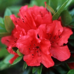 Rhododendrons (Japanese Azalea) Collection 7 Rhododendrons (Japanese Azalea) Collection -You Garden 510804 2