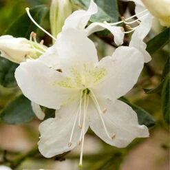 Rhododendrons (Japanese Azalea) Collection 8 Rhododendrons (Japanese Azalea) Collection -You Garden 510804 3