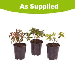 Rhododendrons (Japanese Azalea) Collection 9 Rhododendrons (Japanese Azalea) Collection -You Garden 510804 4