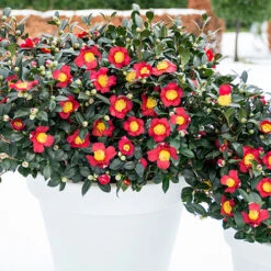 Camellia Vernalis 'Yuletide'