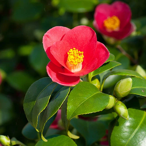 Camellia Vernalis 'Yuletide' 2 Camellia Vernalis 'Yuletide' - Image 2