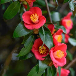 Camellia Vernalis 'Yuletide' 6 Camellia Vernalis 'Yuletide' -You Garden 510818 2