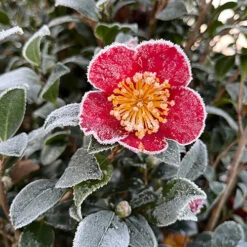 Camellia Vernalis 'Yuletide' 7 Camellia Vernalis 'Yuletide' -You Garden 510818 3