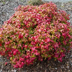 Nandina 'Fire Power' 10 Nandina 'Fire Power' -You Garden 510823 3