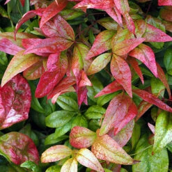 Nandina 'Fire Power' 11 Nandina 'Fire Power' -You Garden 510823 4